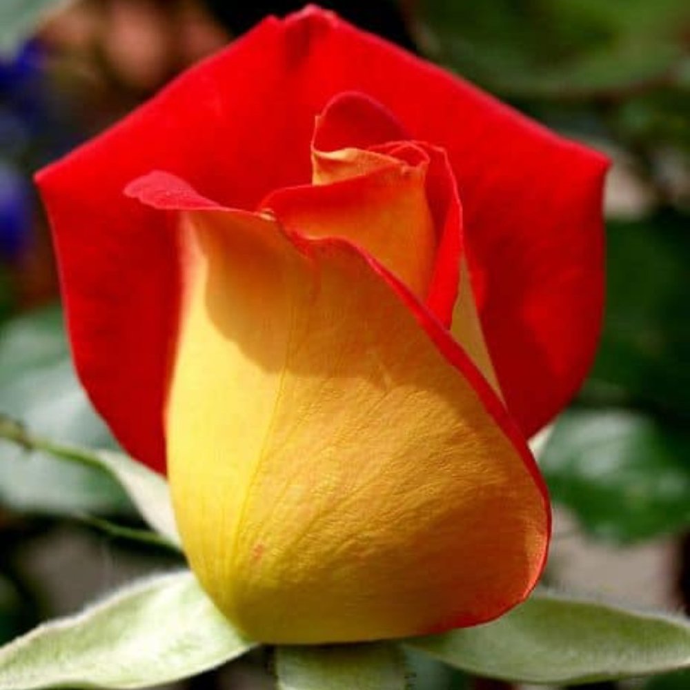 Meet your Posher, palazzo